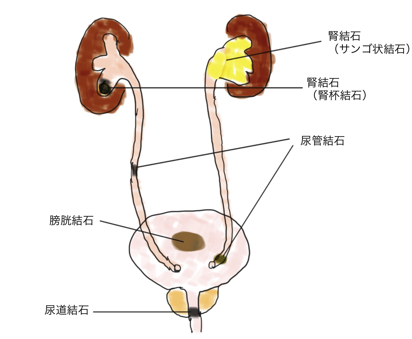 教育とトレーニングの要件は何ですか?