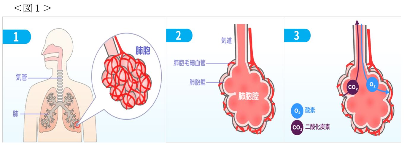 肺胞と肺の図